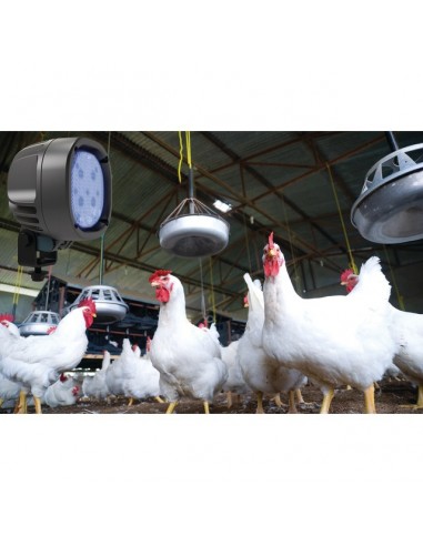 FEUX LED AVICOLE BLEUEBIRD 1010 TYRI