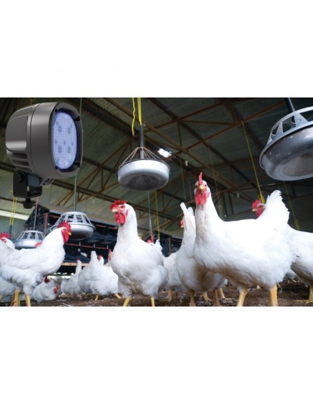 FEUX LED AVICOLE BLEUEBIRD 1010 TYRI